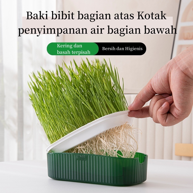 Jual Rumput kucing Kit Penanaman Benih Rumput Kucing Rumput Gandum ...