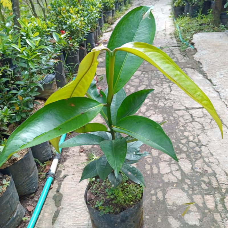 Bibit Buah Manggis