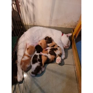 Jual Kucing BSH Terlengkap & Harga Terbaru Juni 2024 | Shopee Indonesia