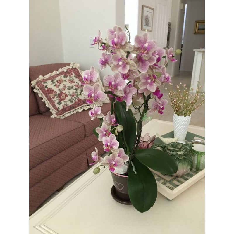 Jual Anggrek Dendrobium Caesar Red Dewasa/spike serumpun | Shopee Indonesia