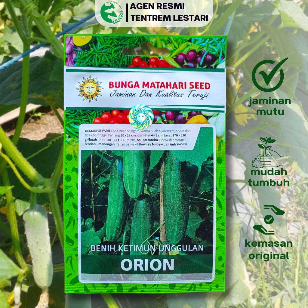 Benih Timun Lalap ORION 20 gram Cap Bunga Matahari Unggul Lebat Unggul Lebat Tahan Penyakit