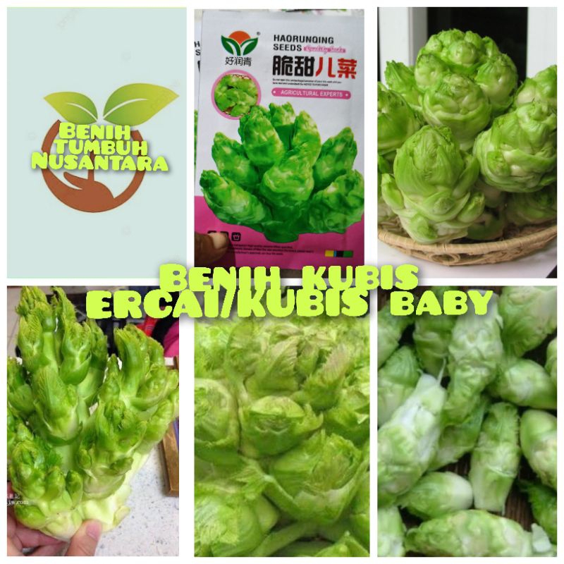 repack 25 butir biji/benih sayuran kubis baby ERCAI impor f1
