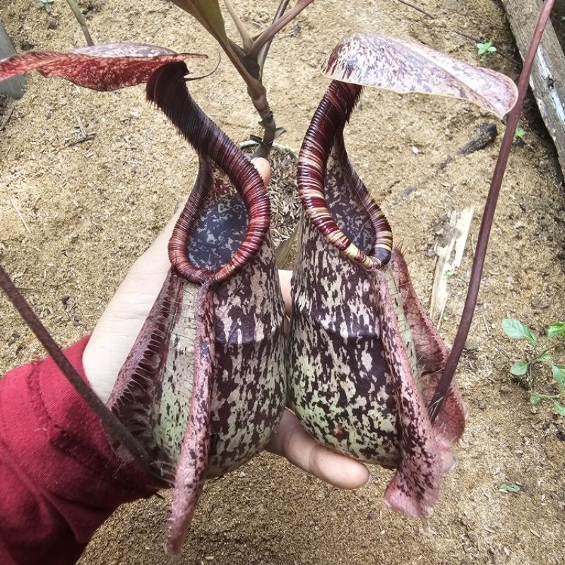 Jual Rafflesiana Pink giant clone | Shopee Indonesia