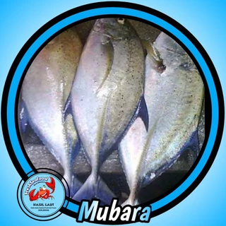 Jual box ikan laut Harga Terbaik & Termurah April 2024