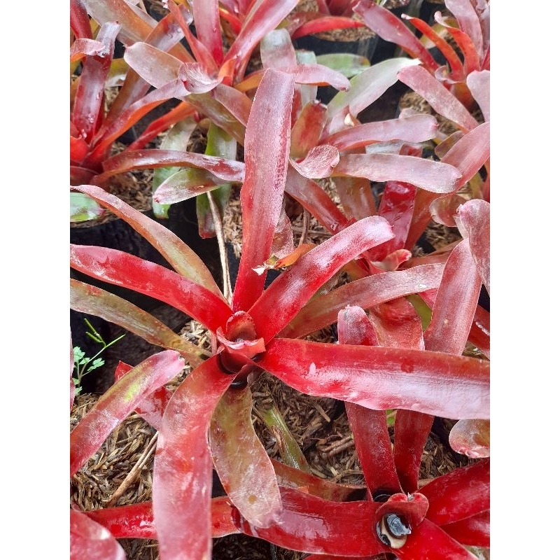 Jual Tanaman Bromelia Api / Neoregelia Fireball / Bromelia Red Ruby ...