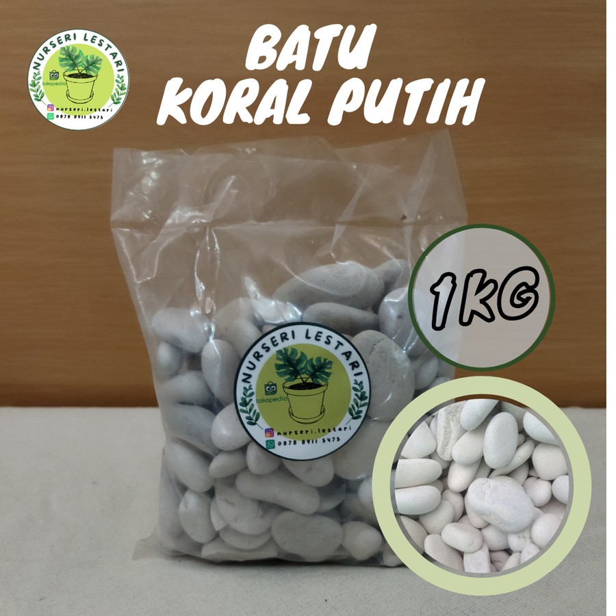 Jual Batu Koral Putih Asli Kupang 1KG - Ukuran S (2-3cm) | M (3-4) cm ...