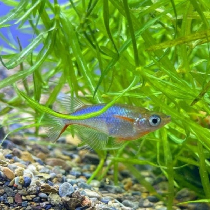 Jual Oryzias Woworae Latipes | Japanes Rice Fish | Ikan Hias ...
