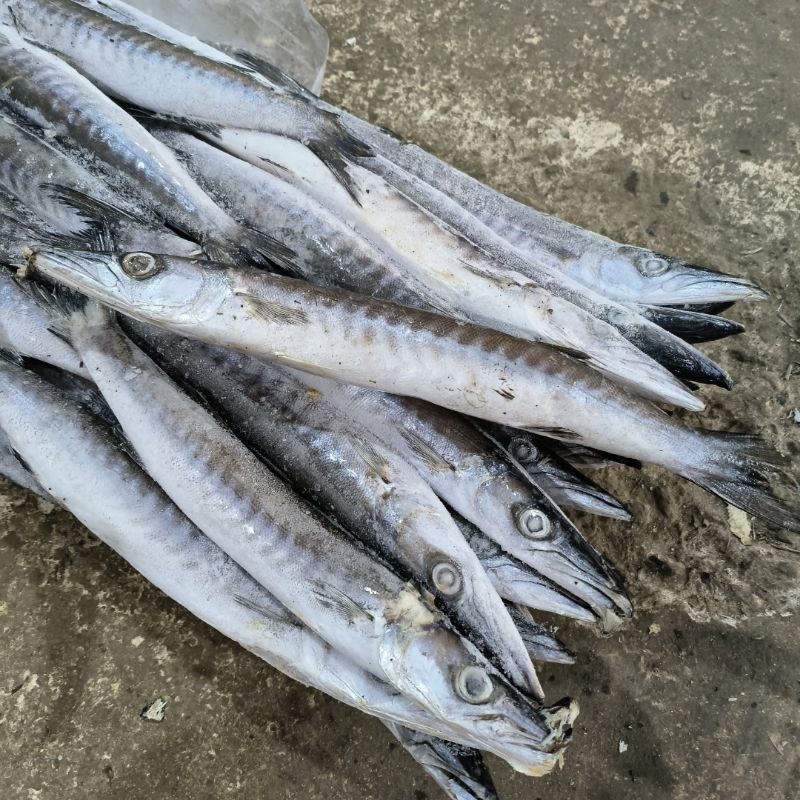 Jual Ikan Alu Alu | Shopee Indonesia