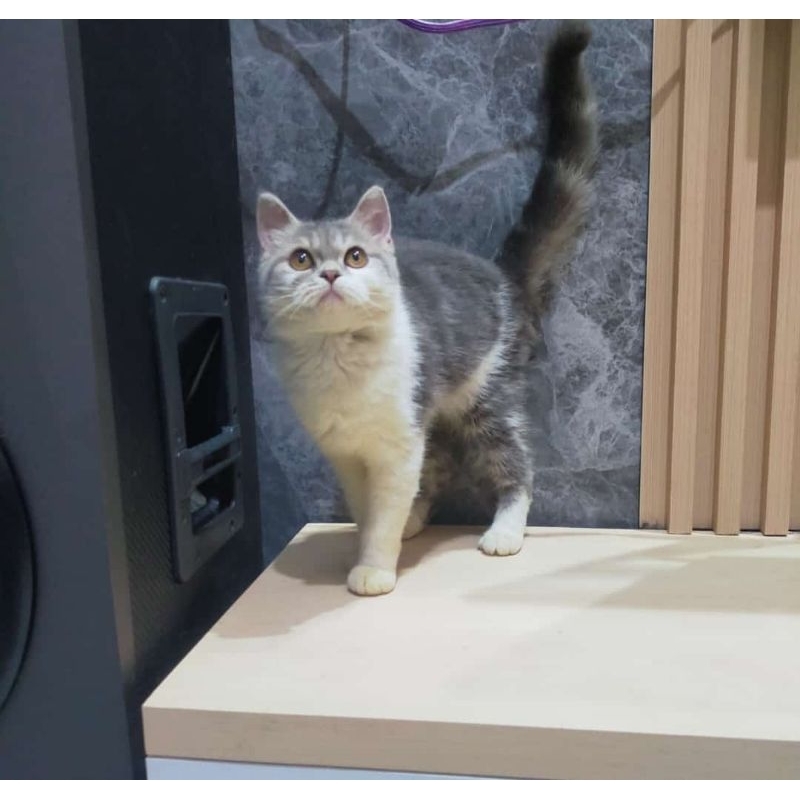 Jual kucing short hair silver | Shopee Indonesia