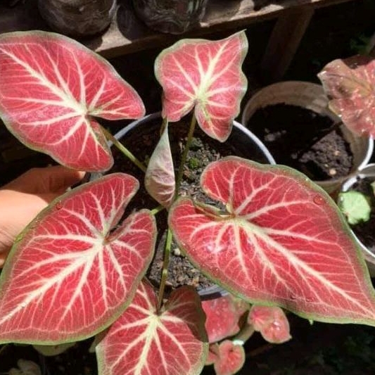 Jual caladium rich of Thai (rot) | Shopee Indonesia