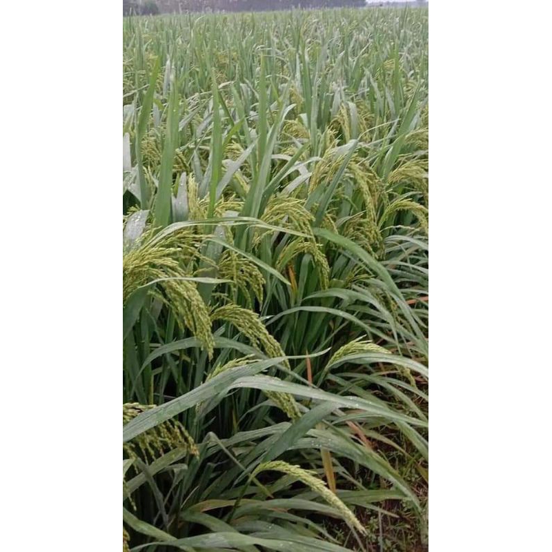 Jual BENIH PADI RAJASA 01 5KG | Shopee Indonesia