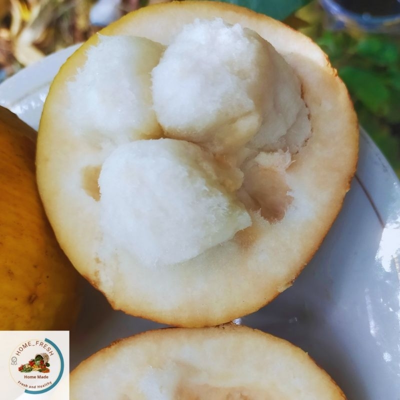 Jual KECAPI BANGKOK LANGKA FRESH SEGAR BESAR (BANGKOK SANTOL) | Shopee ...