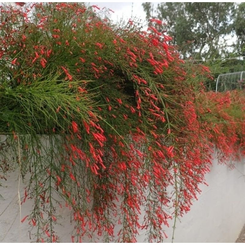 Jual paket 5 polybag tanaman hias air mancur, bunga merah, tanaman