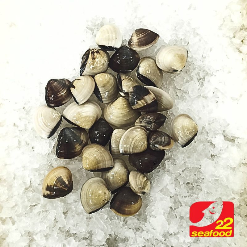 Jual Kerang Kepa 1 kg / Kerang Besar / Seafood 22 | Shopee Indonesia