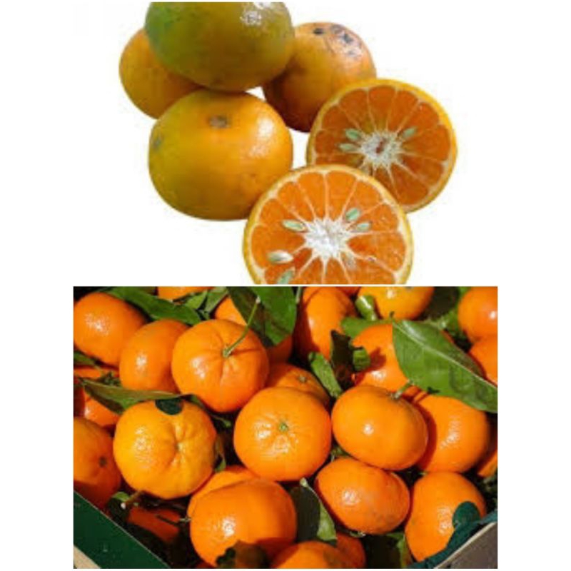 Jual Jeruk medan, jeruk santang | Shopee Indonesia