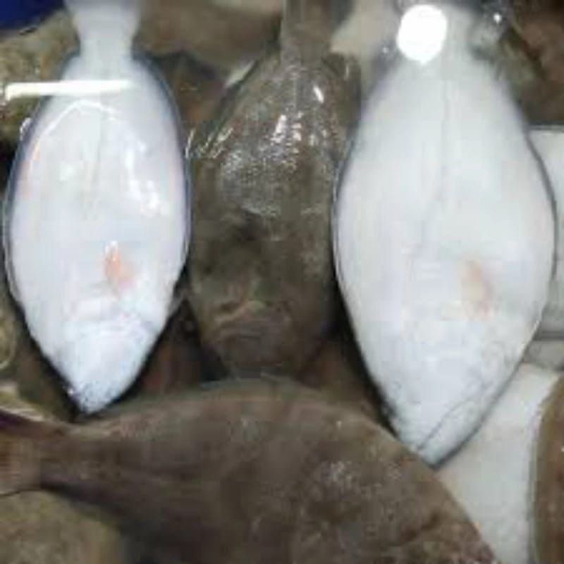 Jual Ikan sebelah 1kg | Shopee Indonesia