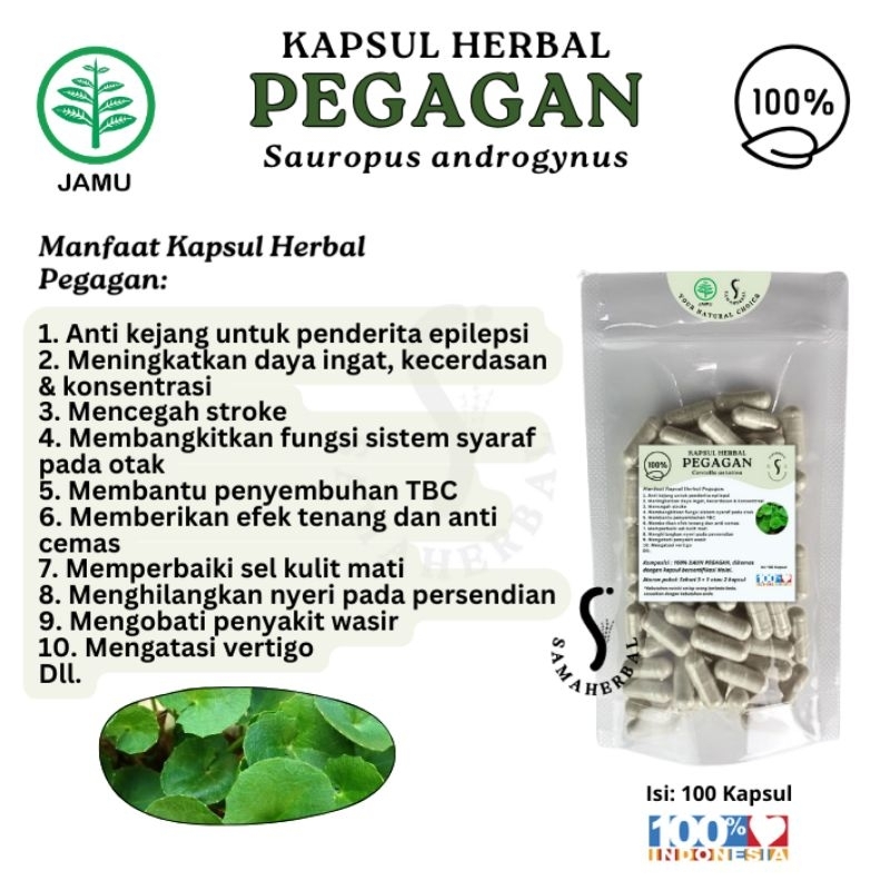 Jual ISI 100 KAPSUL HERBAL PEGAGAN Pelancar Darah & Nutrisi Otak ...