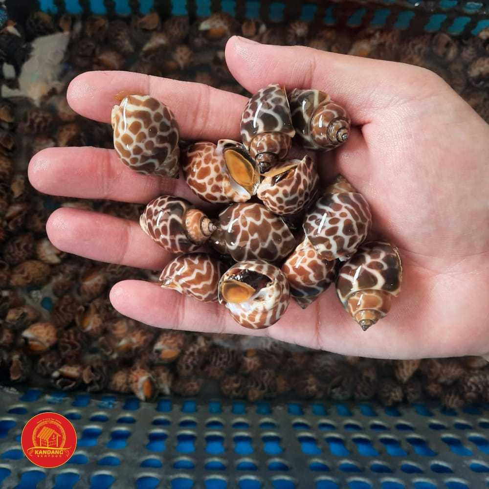 Jual Kerang Keong Macan Frozen 1 Kg | Shopee Indonesia