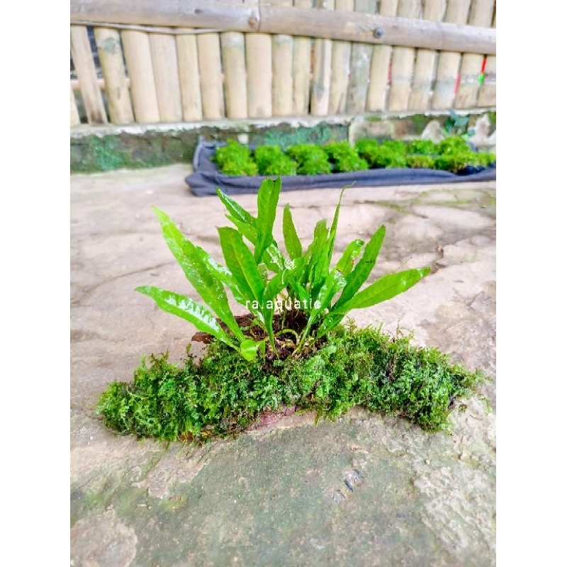 Jual Kayu rentek kadaka full Moss hiasan aquarium - tanaman aquascape ...