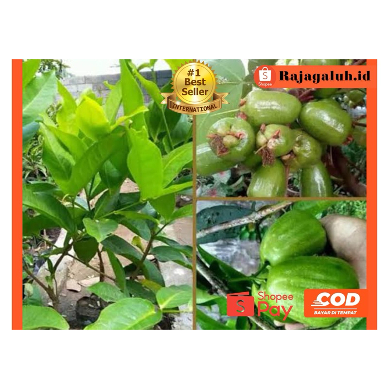 Jual Bibit Jambu Air Kiojok Bisa Cepat Berbuah Cepat Panen | Shopee ...