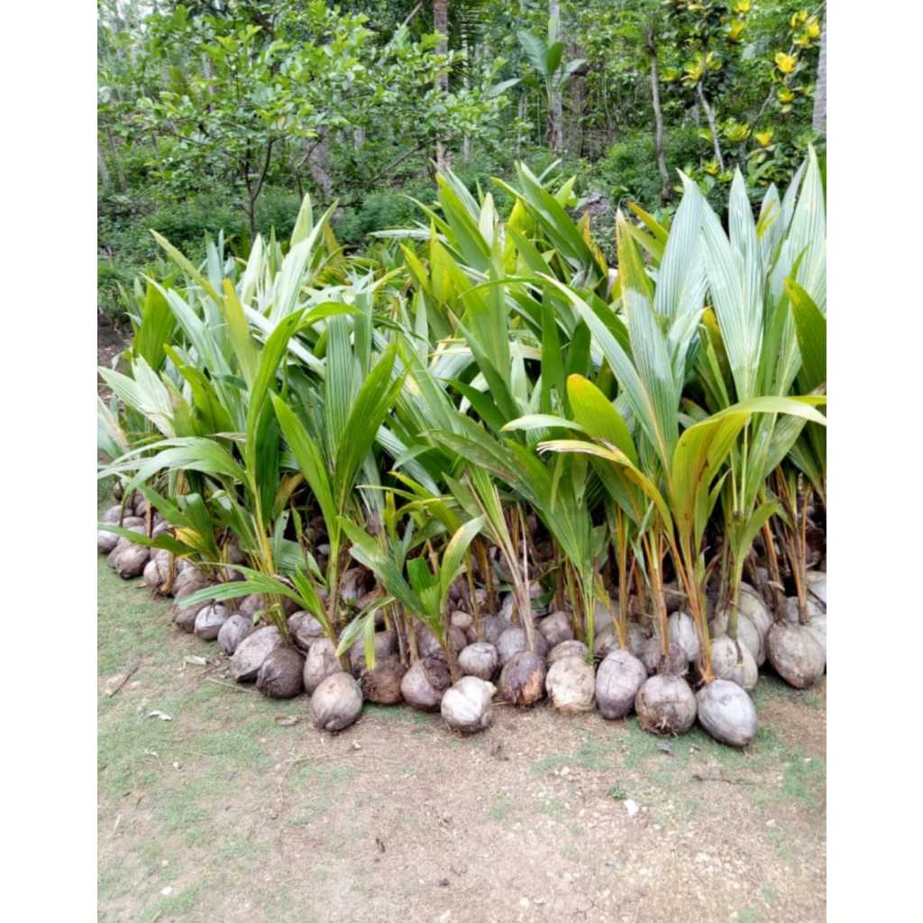 Jual Bibit kelapa genjah cupat merah | Shopee Indonesia