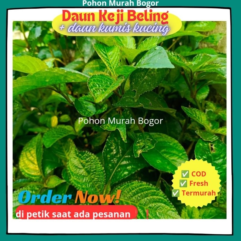 Jual TERLARIS Daun Keji Beling Segar + bonus daun kumis kucing( 500