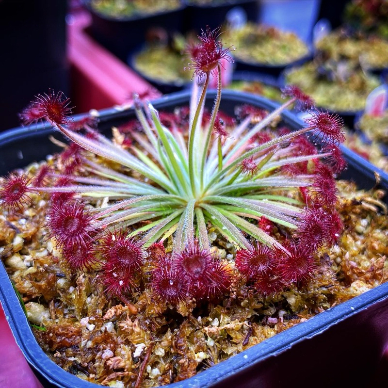 Jual Drosera lanata x paradoxa | Drosera | lanata x paradoxa | sundew ...