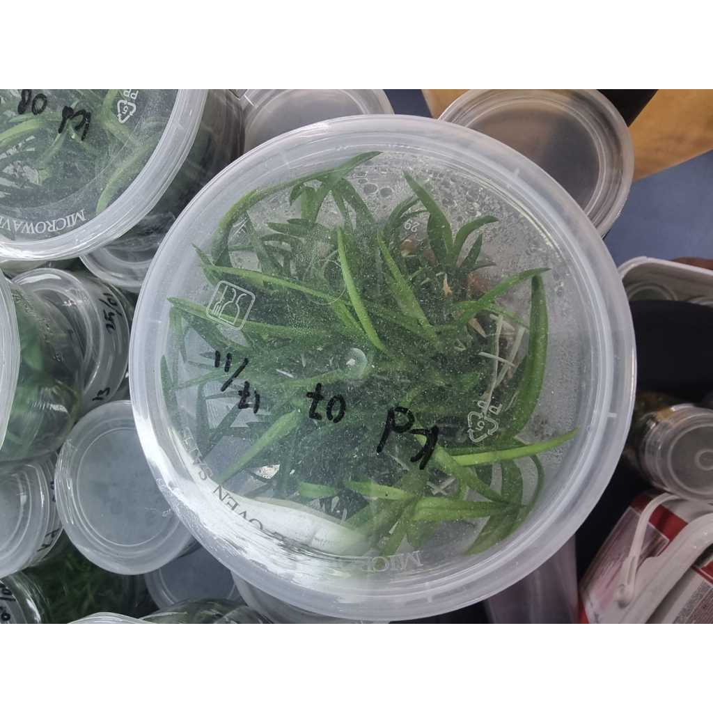 Jual Botolan Anggrek Dendrobium Hybrid | Shopee Indonesia