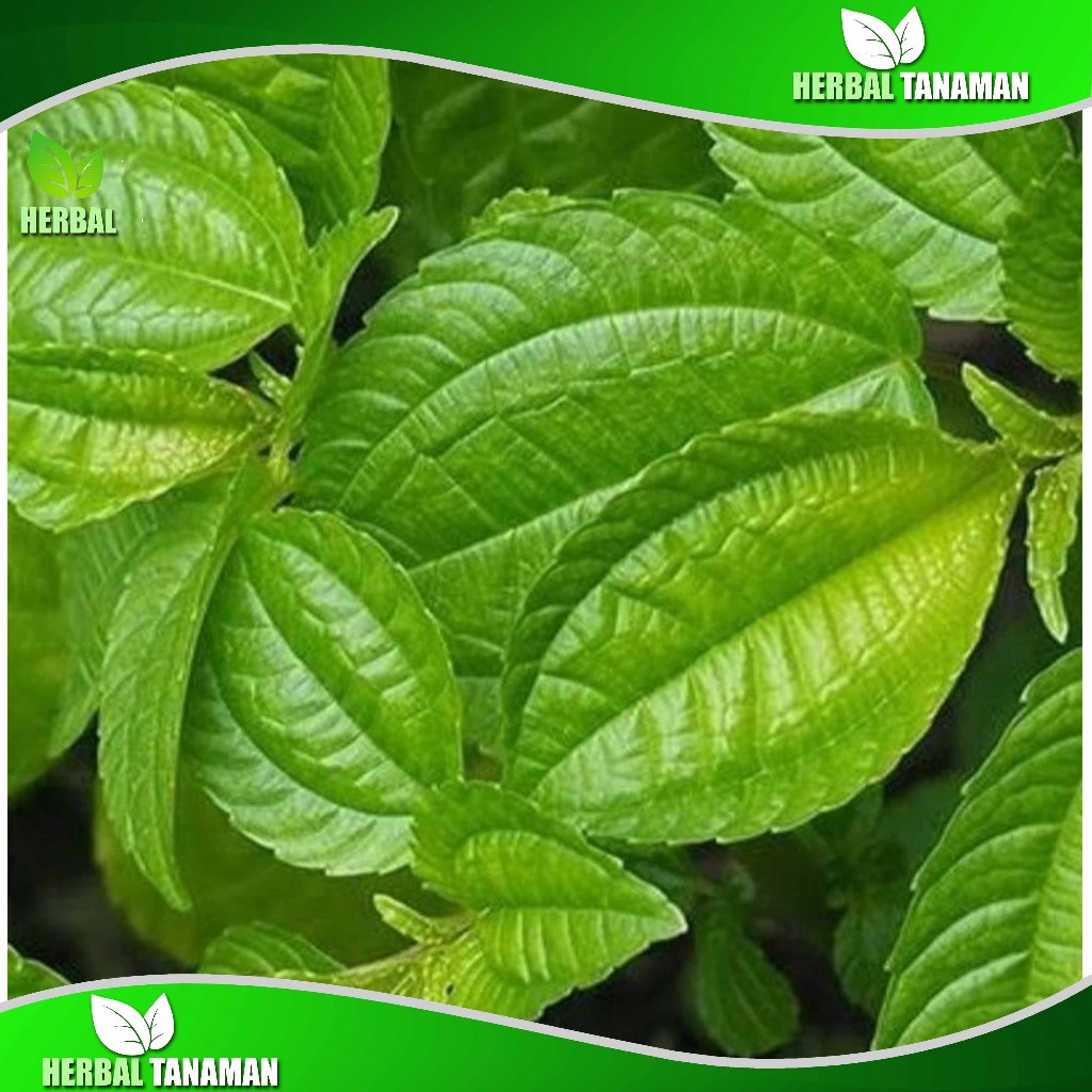 Jual Lalapan Daun Pohpohan Segar 200gr Lalapan Khas Sunda Shopee