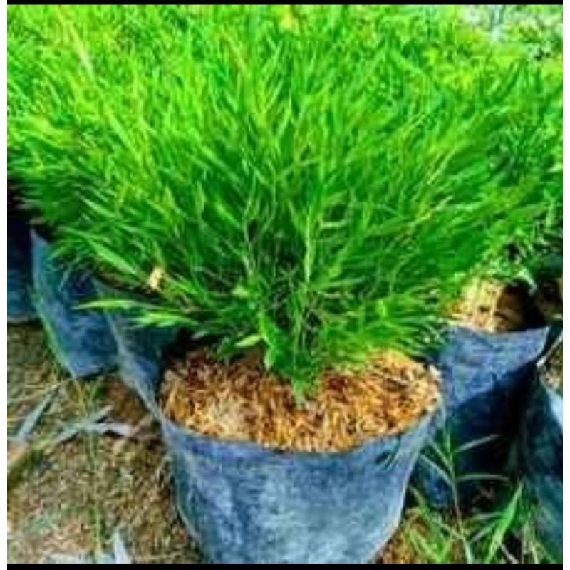 Jual Bambu jepang hias/bambu micro mini rimbun | Shopee Indonesia