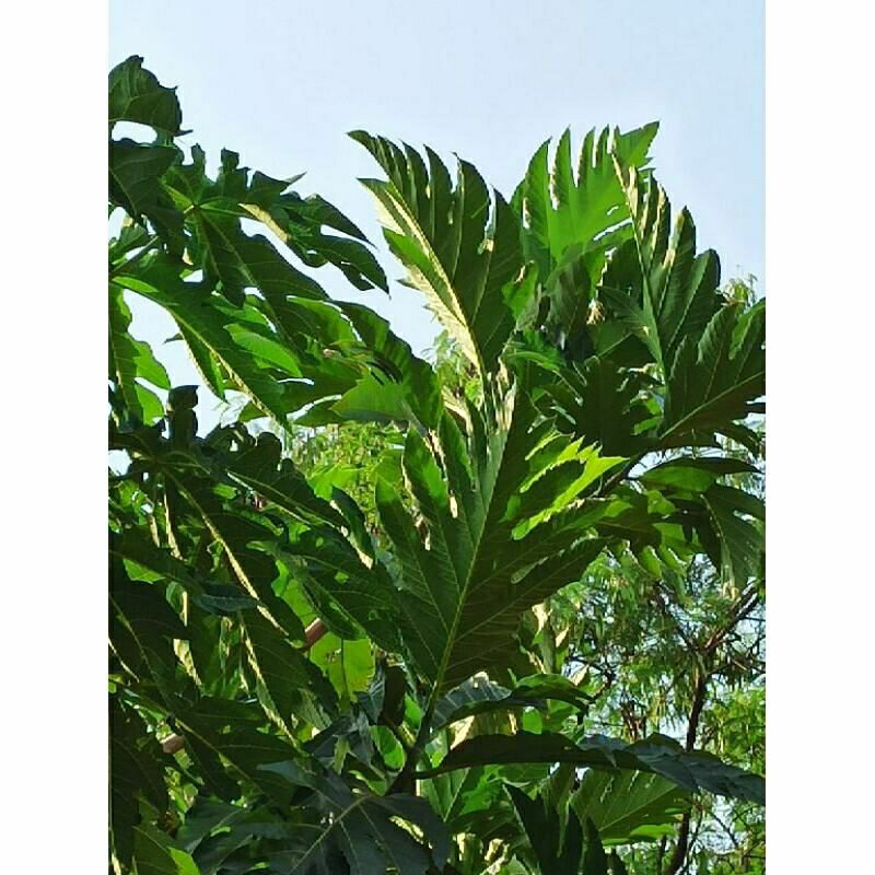 Jual Kluwih Terlengkap & Harga Terbaru Juni 2026 | Shopee Indonesia