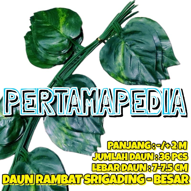 Jual LUSINAN ISI 12 PCS DAUN RAMBAT BESAR (LEBAR DAUN 7-7.5 CM)/ Daun ...