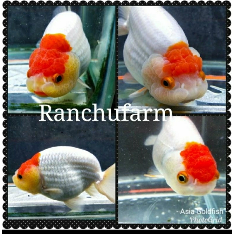 Jual Super Quality Redcap Ranchu Lionchu Gen Jumbo Grade AA | Shopee ...
