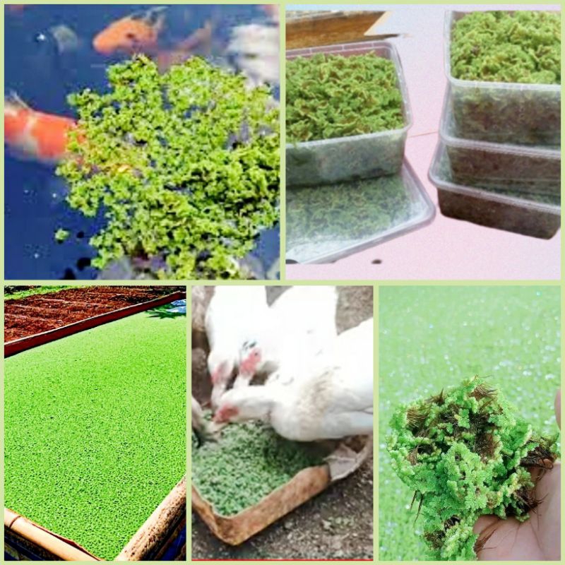 Jual Bibit azolla | azola kemasan box plastik 1000 ml | Shopee Indonesia