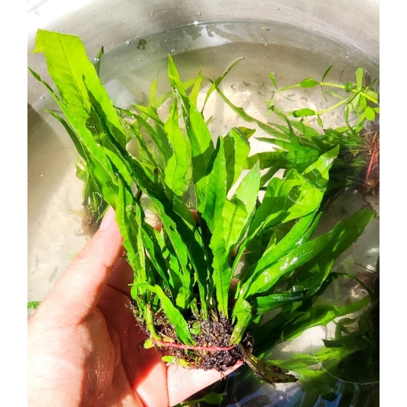 Jual Microsorum Pteropus Kadaka Java Fern Tanaman Aquascape Akuarium ...