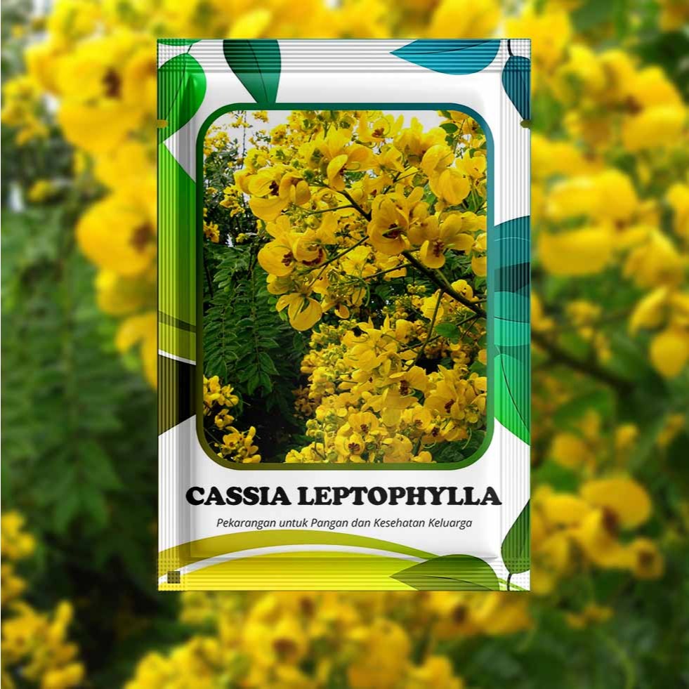 Jual 50 Biji Cassia Leptophylla / Gold Medallion Trees / Golden