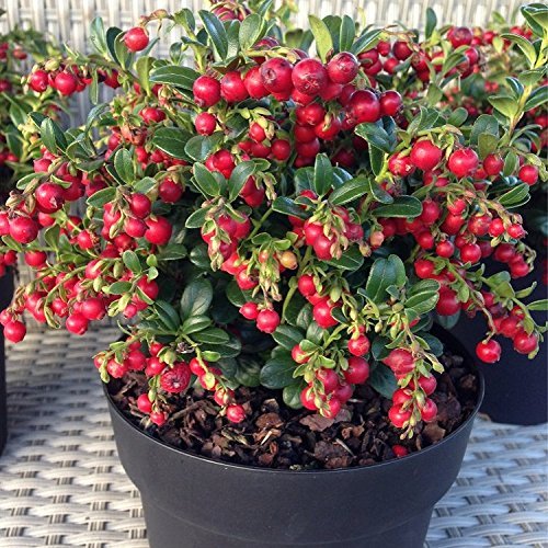 Bibit Benih Buah Cranberry (2 Butir)