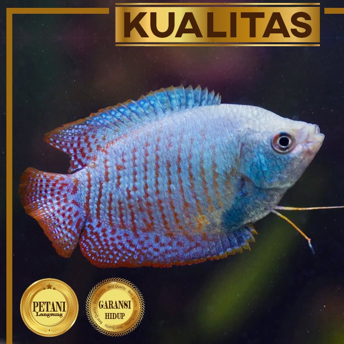 Jual Sepat Lalius Ikan Hias Dwarf Gourami Air Tawar Fire And Ice Merah