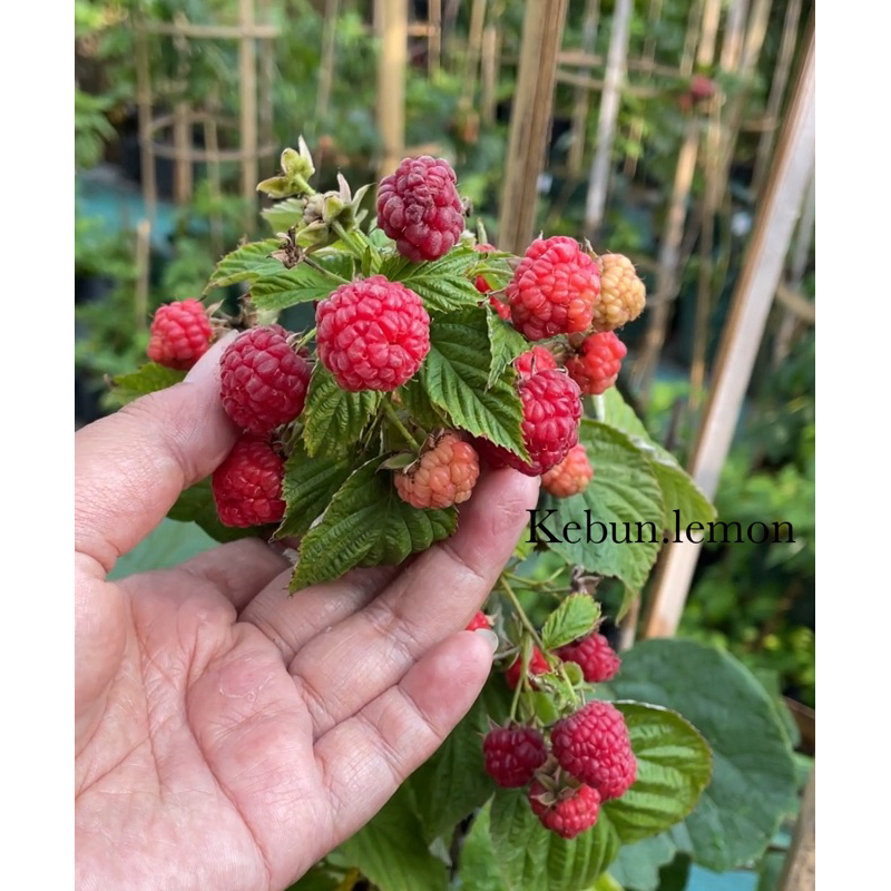 Jual Raspberry Holland Merah Remaja | Shopee Indonesia