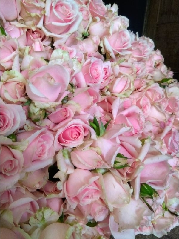 Jual Grade A Bunga Mawar Potong Segar Dekorasi Warna Pink Soft ...
