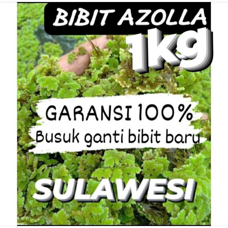 Jual BIBIT AZOLLA KEMASAN 1KG | Shopee Indonesia
