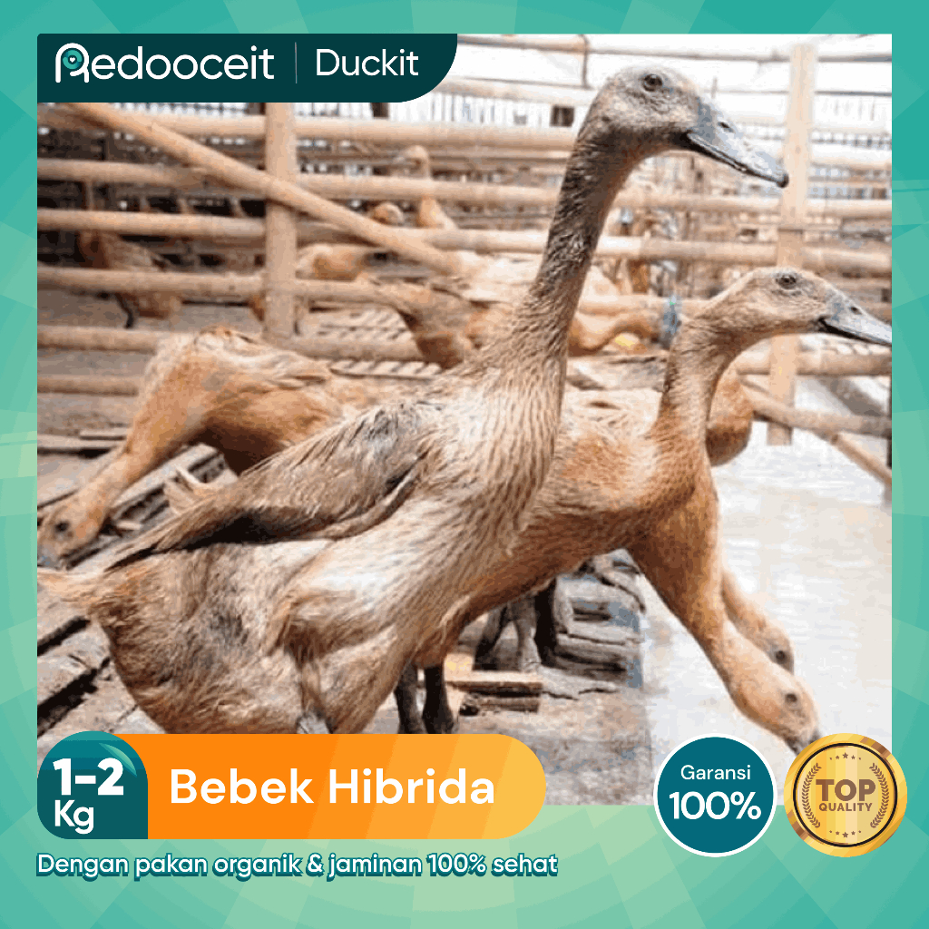Jual BEBEK HIBRIDA SEGAR BESAR SEHAT TINGGI PROTEIN HIDUP SIAP POTONG ...