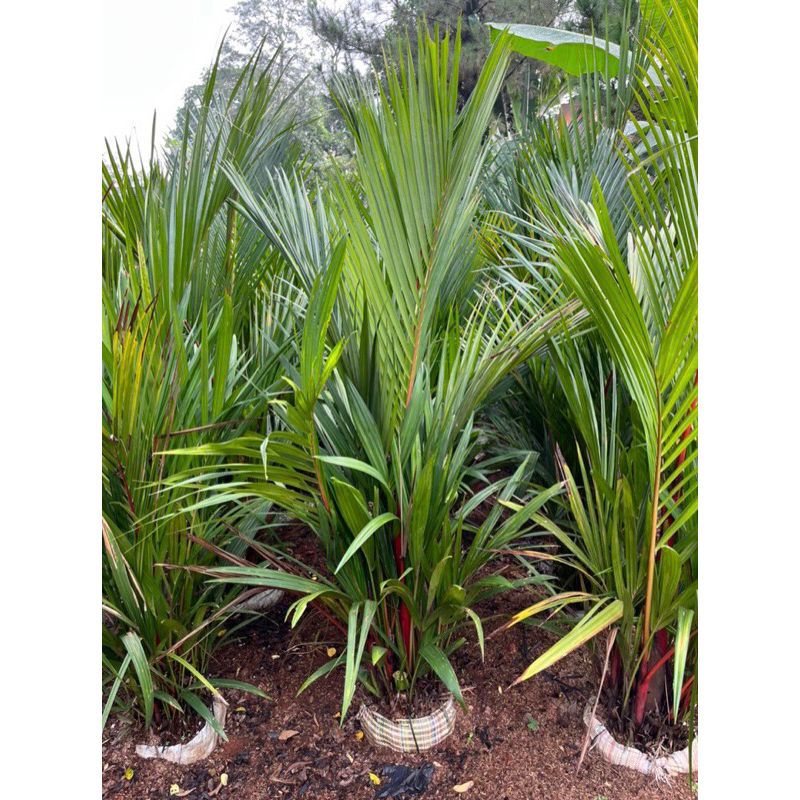 Jual Tanaman hias palem merah rumpun ukuran 1,5meter | Shopee Indonesia