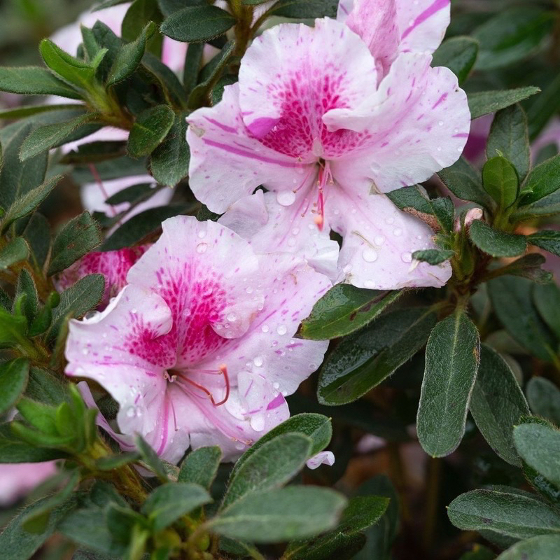Jual Tanaman hias bunga azalea aztec - tanaman hias azalea bunga langka ...