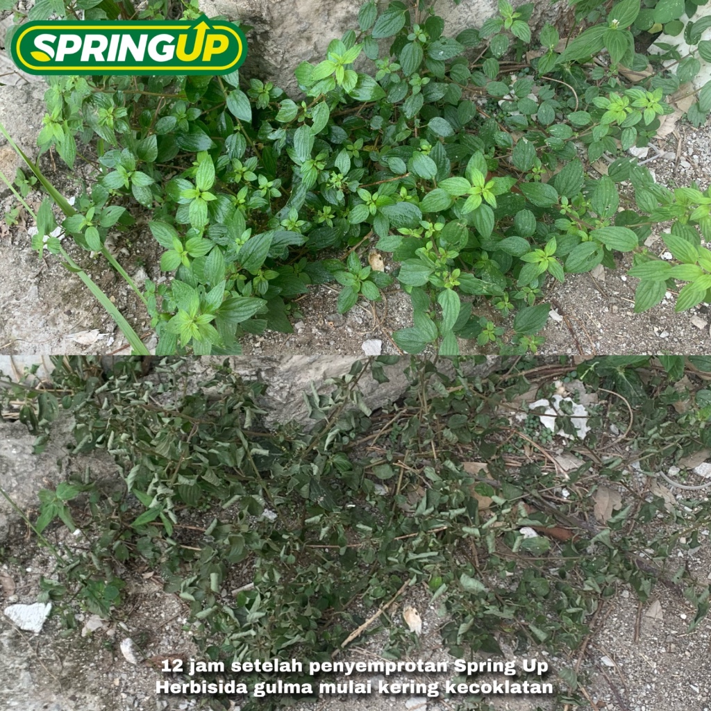 Jual Pembasmi Rumput Liar & Gulma | Herbisida | Shopee Indonesia