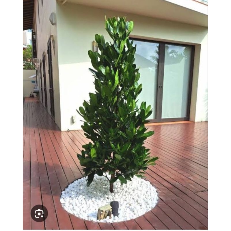 Jual BIBIT TANAMAN FUKUGI GARCINIA SUBELLIPTICA TINGGI 1 METER UP ...