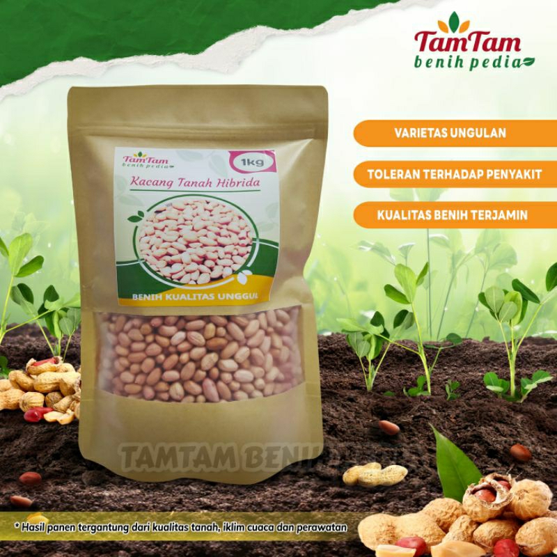 Jual Benih Kacang Tanah Jumbo Super Hibrida Varietas Gajah Kg Shopee Indonesia