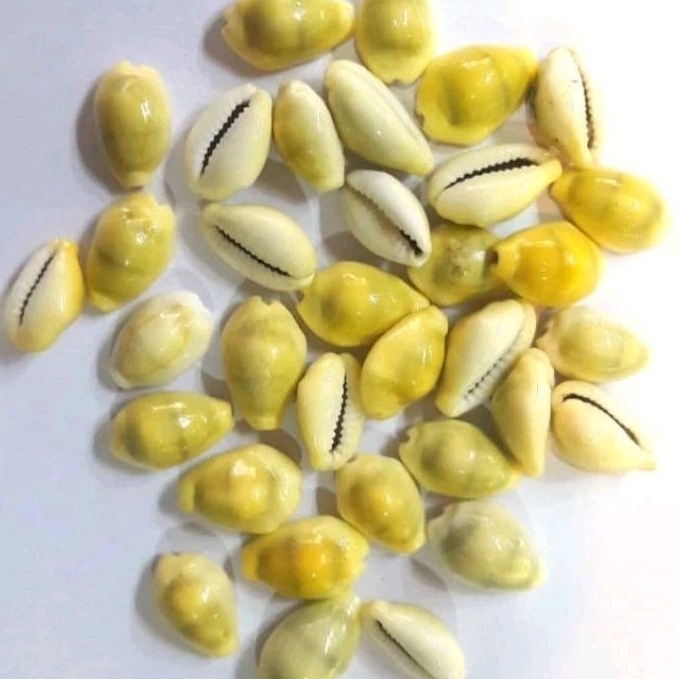 Jual Cangkang kerang buli kopi kuning utuh super all size 1 kg | Shopee ...