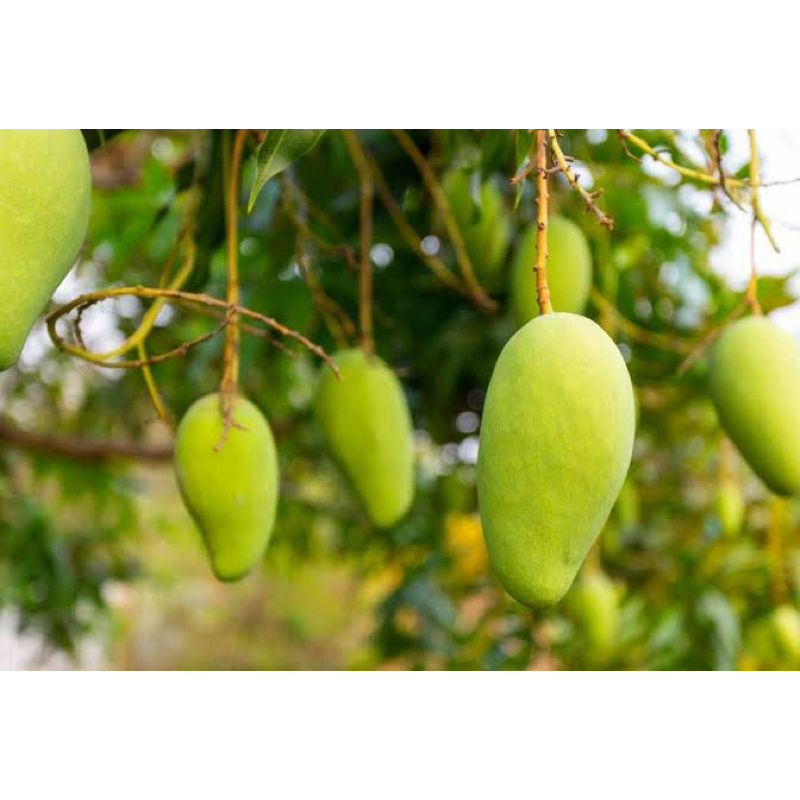 Jual mangga muda petik dari pohon 1kg segar | Shopee Indonesia