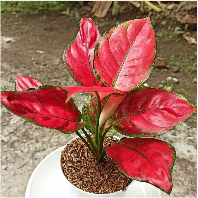 Jual Tanaman Hias Aglonema Red Anjamani Mutasi / Tanaman Hias Anakan ...